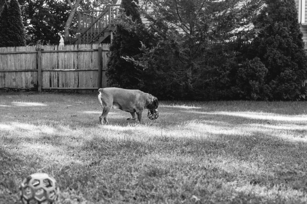 Black and white photo of Sammy the rescue dog playing with his green ball toy by himself in the backyard
