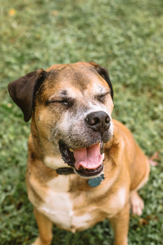 Sammy the rescue dog photographed mid-blink, mouth open