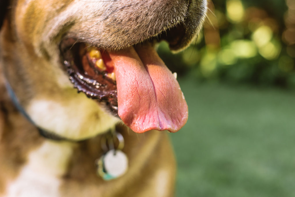 Very close up of Sammy the rescue dog's tongue