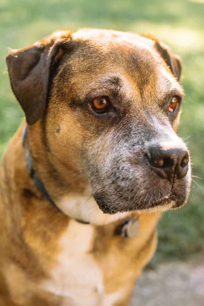 Close up backlit portrait of Sammy the rescue dog