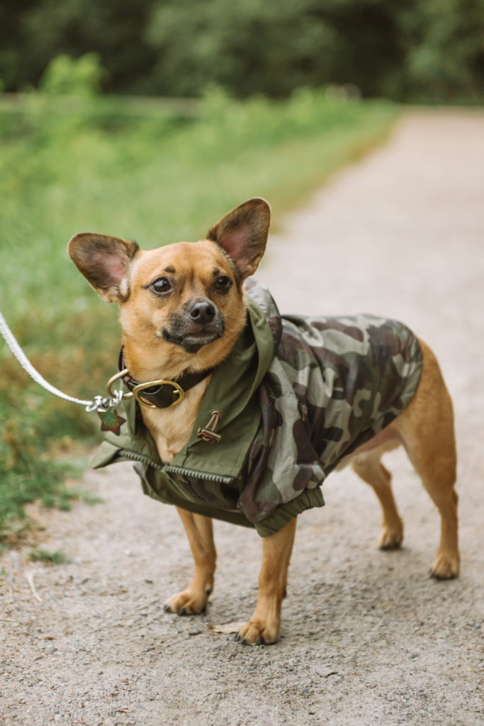 Milo standing on a pathway in his camo hoodie outfit.