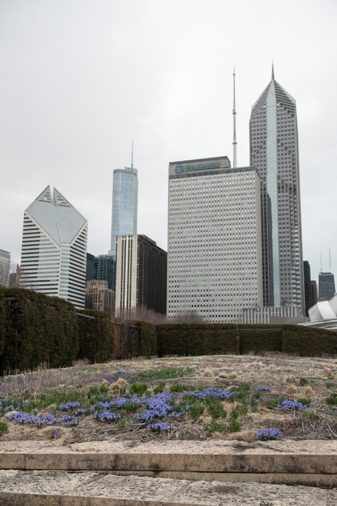 Springtime at the Lurie Garden in April in Chicago. There are purple flowers planted in the ground and Chicago skyscrapers are visible in the background.