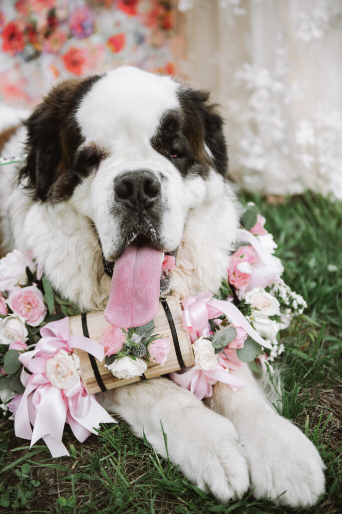 Holly the St. Bernard flower girl laying down in the grass. She has a standard St. Bernard medical collar, but it is decorated with pink bows and pink and white florals. The bride's dress and a gues's red floral dress are visible in the background.