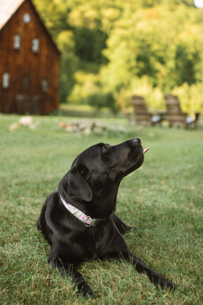 A black lab slightly sticking her tongue out. She is looking off to the side. There is a wooden barn and trees in the background.