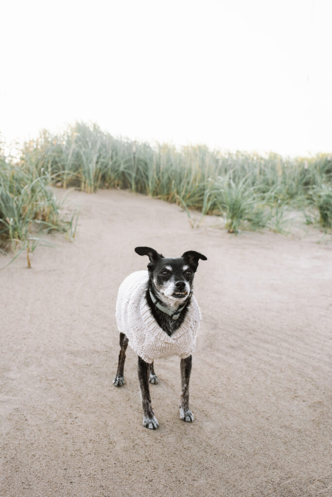 A small terrier mix rescue dog standing on the beach in a cream colored knit sweater. He is facing the camera. There is some beach greenery in the background.