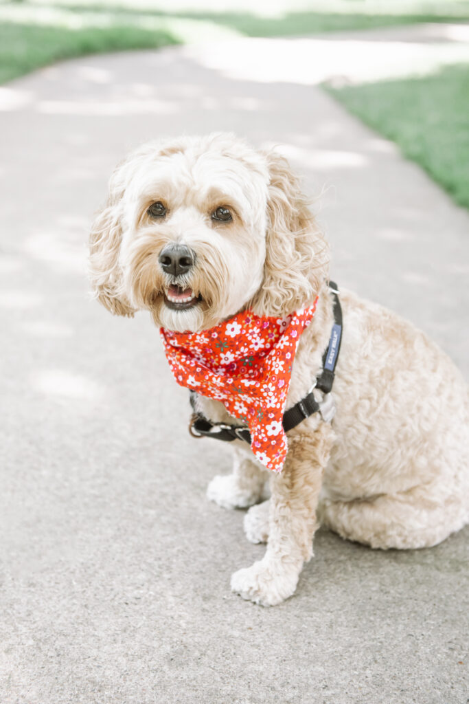 Light cream colored cavapoo sitting on a park path with a red bandana with white florals on it.