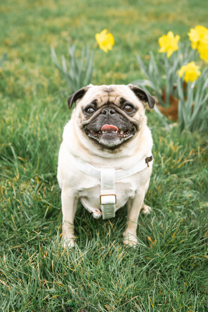 Pug sitting in a grassy field in a white harness and yellow flowers in the background.