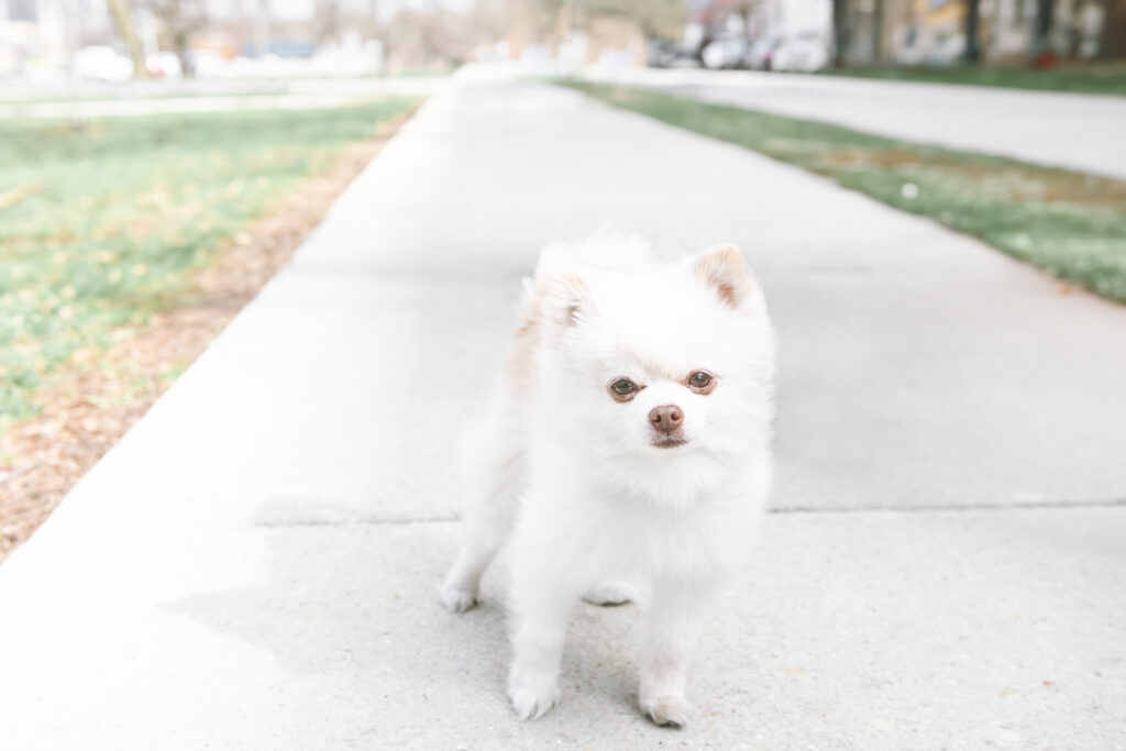 Small white pomeranian standing on a path in a park. She is looking straight to camera.