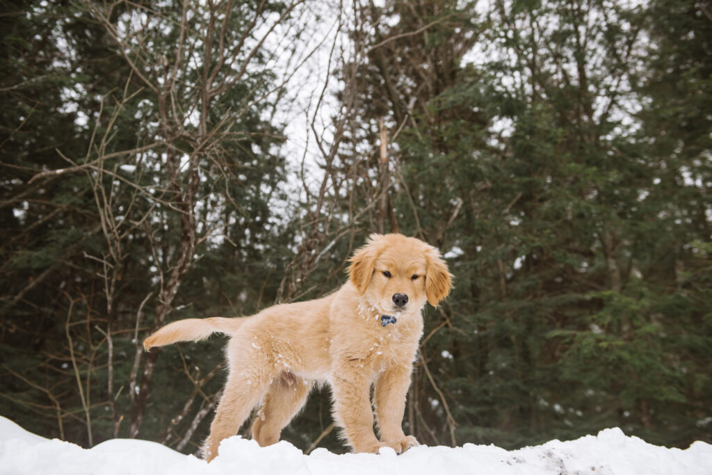 Golden retriever puppy standing on a snowbank, looking down. There is a forest behind him.