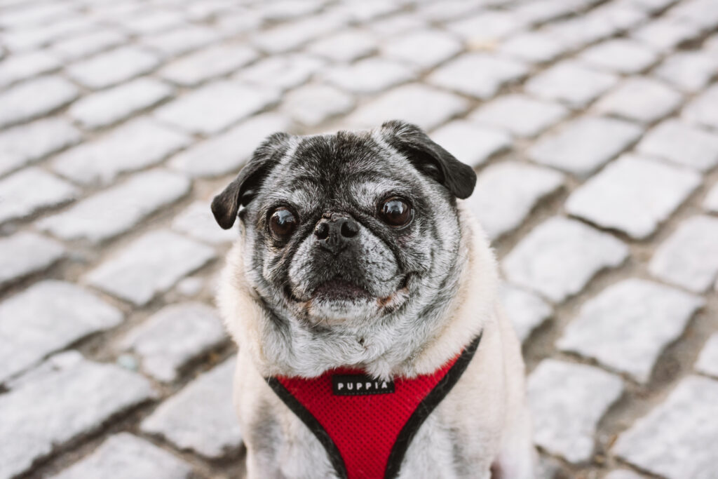 Senior pug sitting on a grey cobblestone road.