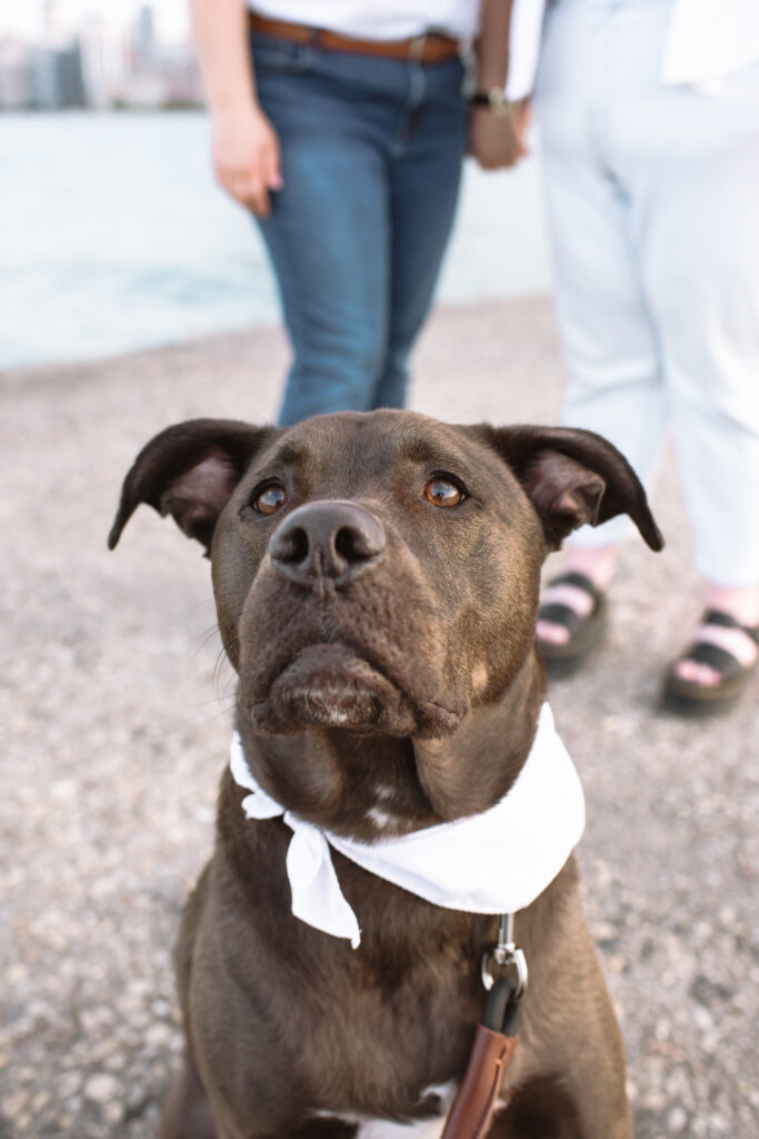 Pitbutt mix sitting with a white bandana with both of his moms' legs visible in the background.