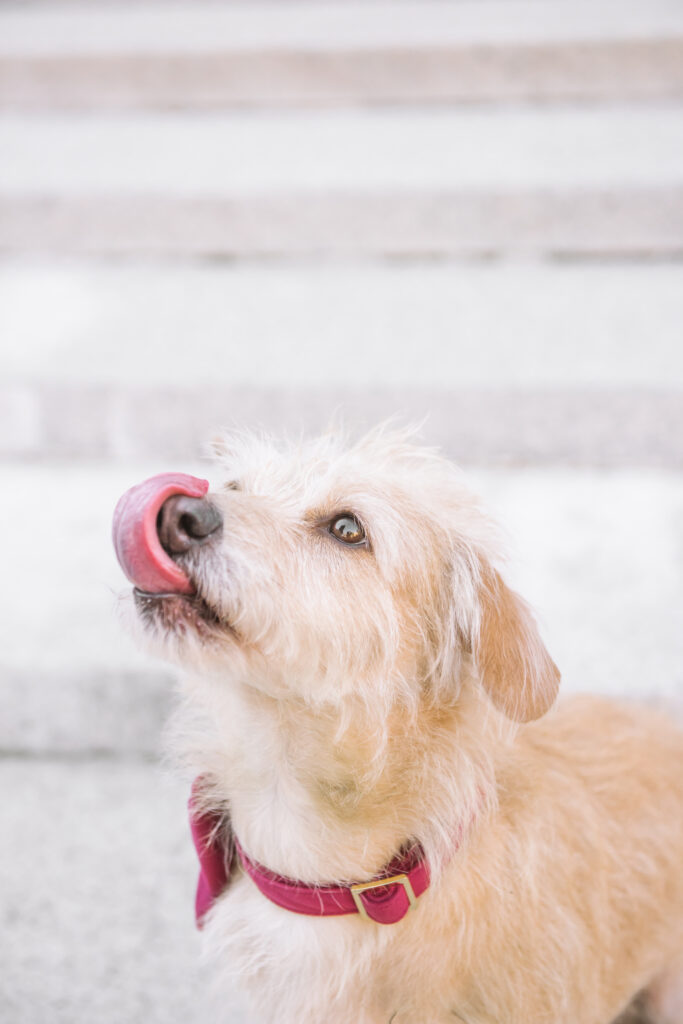 Mixed breed small dog sitting on light grey steps while licking her nose and looking up.