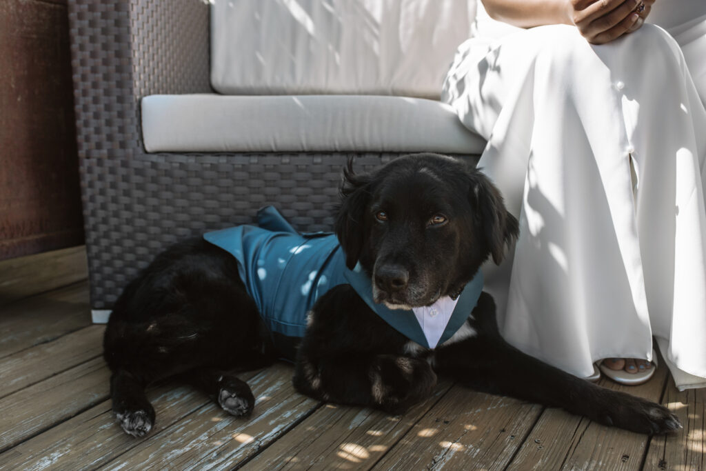 Dog laying down in a blue tux next to one of his moms who is one of the brides in a white dress.